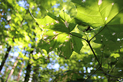 Химические ожоги листьев клена Химические ожоги листьев клена