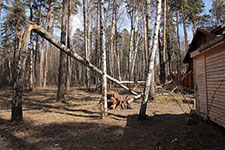 Дерево береза упало