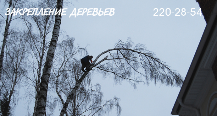 Закрепление и выпрямление опасных деревьев