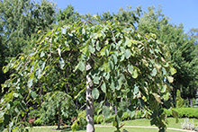 Голландская болезнь вяза