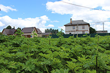 Химическая прополка борщевика