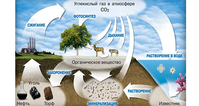 Углерод, водород, кислород и азот в жизни растений