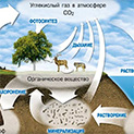 Изображение к статье - Углерод, водород, кислород и азот в жизни растений
